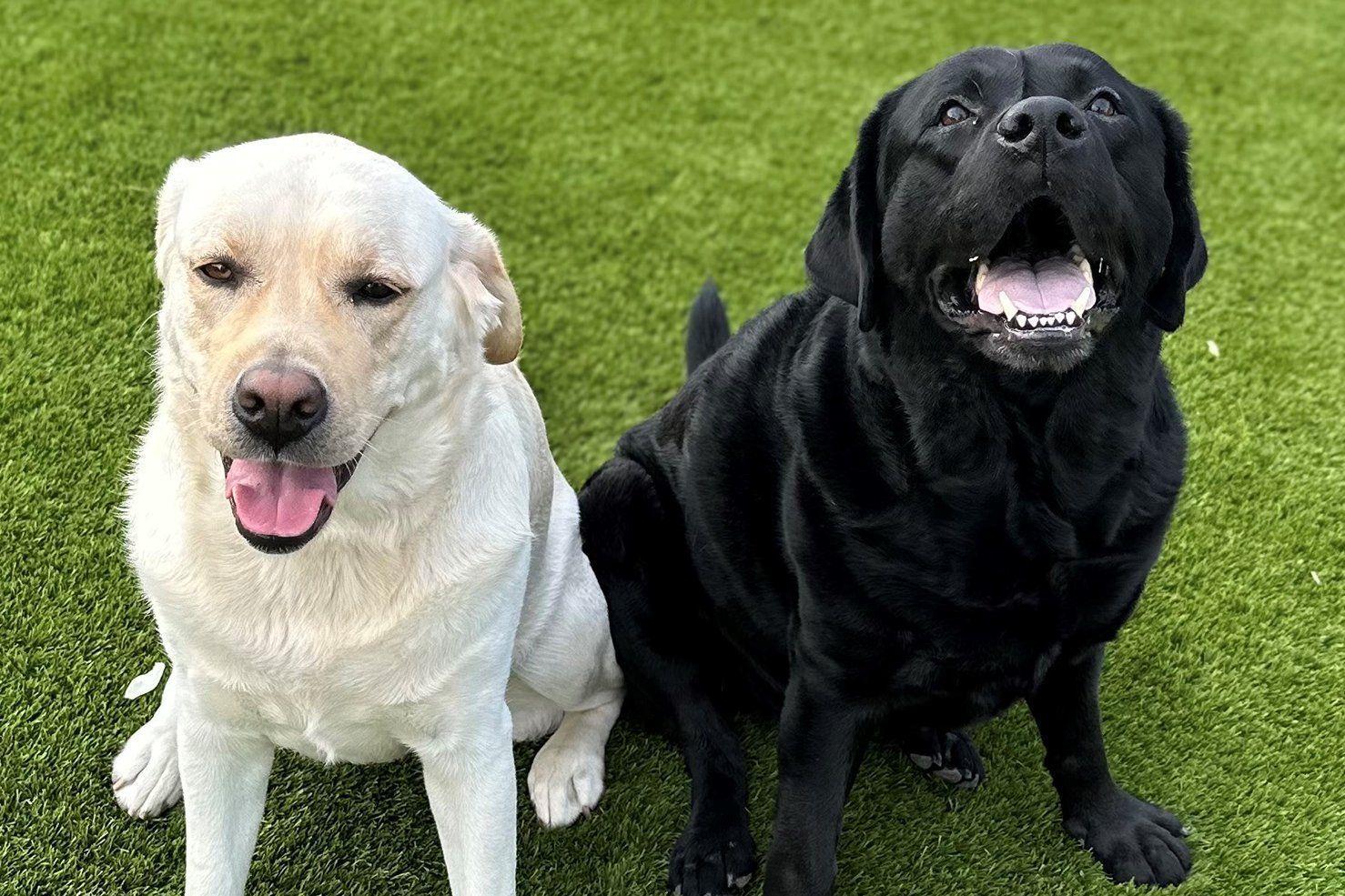SeaRock Real Estate mascots and team companions